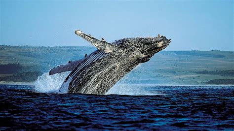 Go Whale Spotting In Samana Bay First Choice