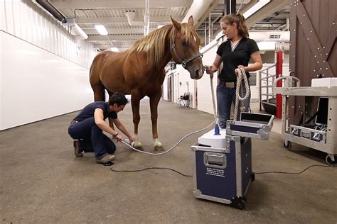 Putting Shock Wave Therapy To The Test Wcvm Today Western College