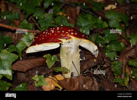 Fly Agaric Amanita Muscaria Stock Photo Alamy