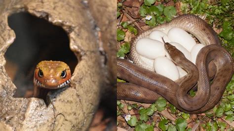 What Do Snake Eggs Look Like Online Field Guide