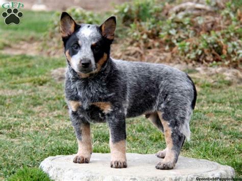 Toy Blue Heeler Puppies For Sale In Texas Toywalls