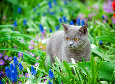 Einige giftige pflanzen, wie zum beispiel der kirschlorbeer, enthalten glykoside, die im organismus zusammen mit wasser in blausäure umgewandelt werden. Giftige Pflanzen für Katzen im Frühling | ZooRoyal Magazin