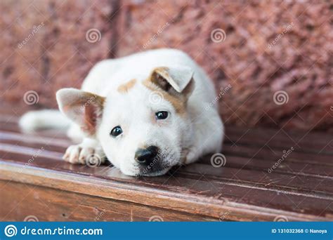 Sad Dog Laying Down Waiting For Owner Stock Photo Image