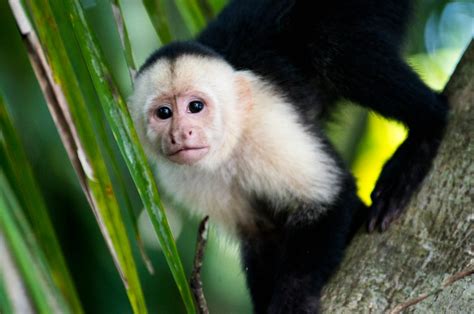 Dari jenis yang menyebar pada seluruh wilayah indonesia sendiri terdapat beberapa jenisnya. White-faced capuchin | Gabe Lawrence | Flickr