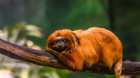 Unique Animals Of Amazon Rainforests Exotic Animals Of The Amazon