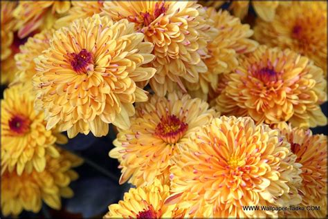 Light Orange Color Chrysanthemum Flower Wallpaper Photo Trap