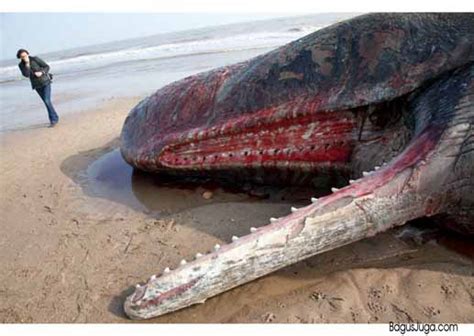 Fenomena paus sperma yang meledak paus yang meledak (exploding whale) atau tepatnya bangkai paus yang meledak. Paus Sperma Terdampar Di Pantai Lincolnshire | Taman ...
