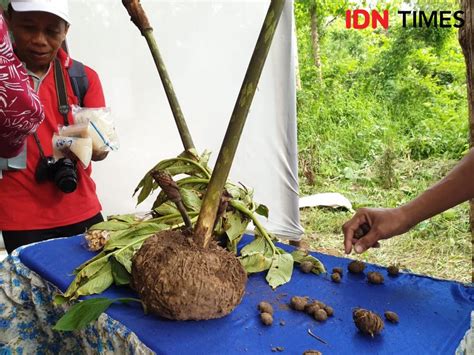 Menurut informasi hasil wawancara penulis. Blusukan ke Hutan, Khofifah Larang Biji Porang Diekspor ke ...