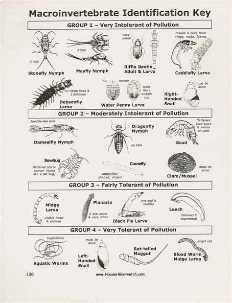 Mosquito Species Identification Key Peepsburghcom