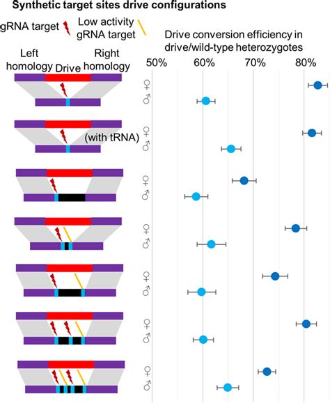 Computational And Experimental Performance Of Crispr Homing Gene Drive