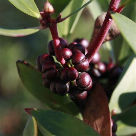 Tasmanian Mountain Pepper Berries Tasmannia Lanceolata Pepperberry