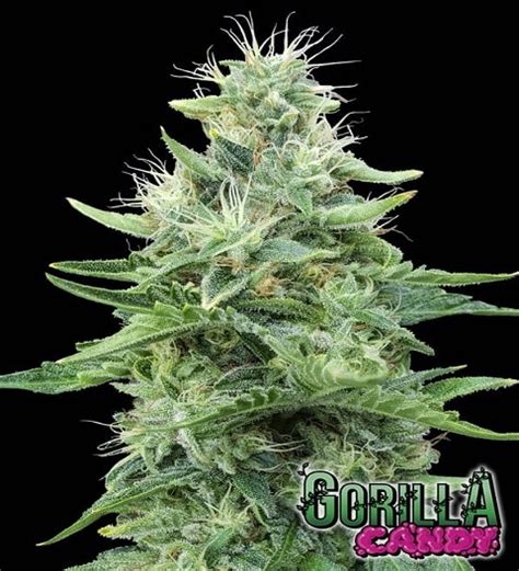 Gorilla Candy Strain Review Grow