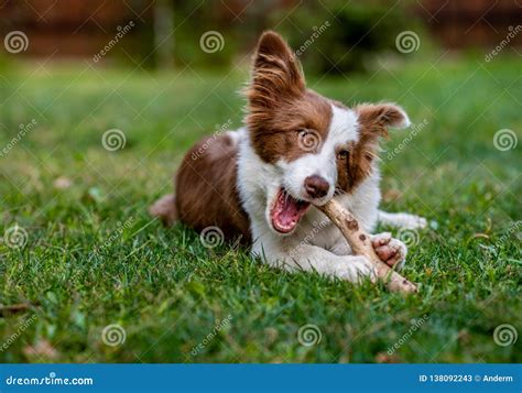 Brown Border Collie Dog Sitting On The Ground Stock Image Image Of
