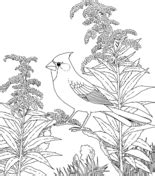 Select from 35970 printable crafts of cartoons, nature, animals, bible and many more. Northern cardinal coloring pages | Free Coloring Pages