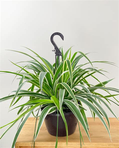How To Plant Spider Plant Babies Ph