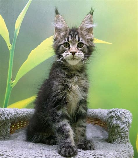 Op zoek naar een maine coon kitten of kat? Maine Coon Kittens Flint Mi - Pets Ideas