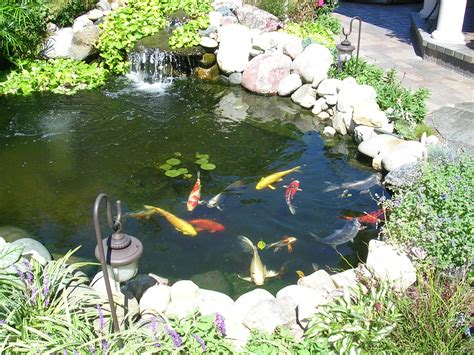 Transform Your Backyard With Enchanting Goldfish Ponds With Waterfalls
