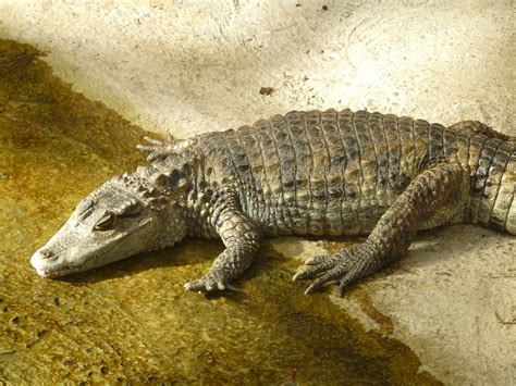 Free Images Reptile Fauna Organism Crocodilia Alligatoridae Hir