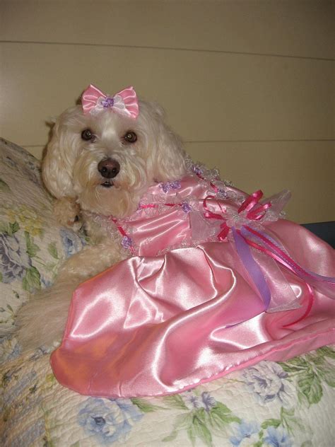 Custom Bridesmaid Dog Dress Wedding Or Special Occasion Etsy Dog