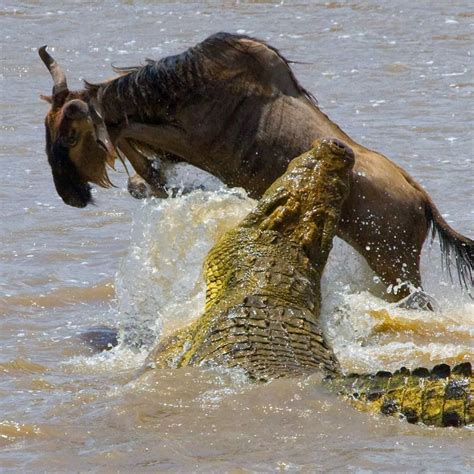 Crocodile And Buffalo Fight The Battle Between The Two Giants Of The