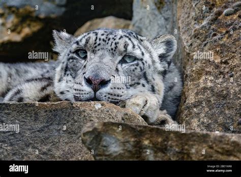 Leopard Head Hi Res Stock Photography And Images Alamy
