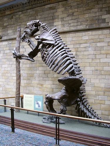 Fossil footprints track a prehistoric hunt. Giant Ground Sloth | Prehistoric animals, Fossils, Animal skeletons
