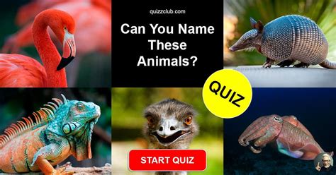 Can You Name These Animals Trivia Quiz Quizzclub