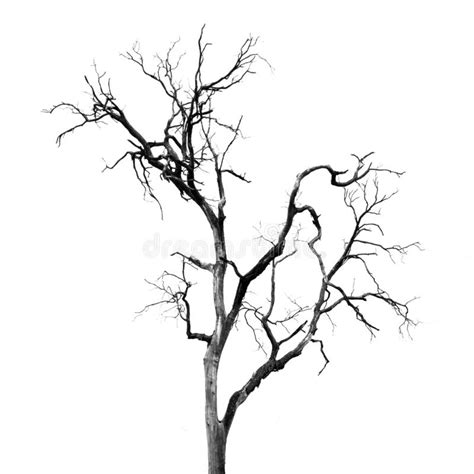 Dead Tree Without Leaves Stock Image Image Of Wood 152452727