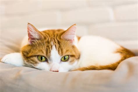 Sad Cat Stock Photos Pictures And Royalty Free Images Istock