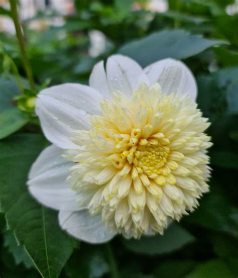 Dahlia Anemone Platinum Blonde Syverud Gaard