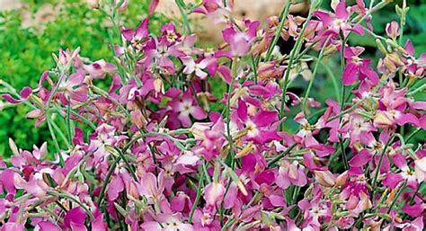 How To Grow Night Scented Stocks From Seed The Garden Of Eaden
