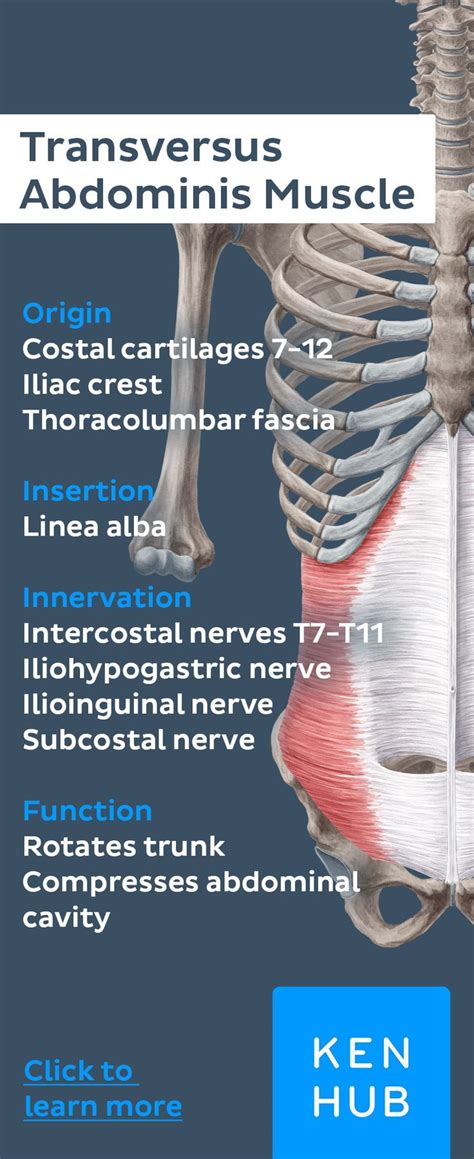 Lateral Abdominal Muscles Muscle Anatomy Muscle Transversus Abdominis