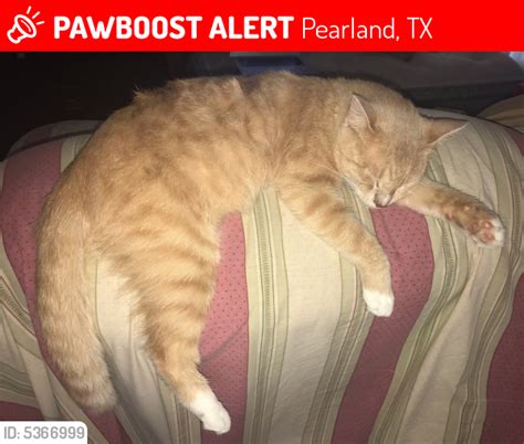 Lost Male Cat In Pearland Tx 77584 Named Dexter Id 5366999 Pawboost