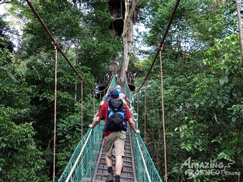 Borneo Jungle Trek 5d4n Maliau Basin Sabahs Lost World Amazing