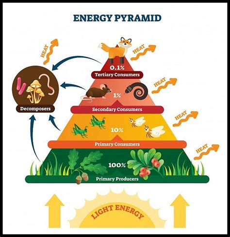 Ecological Pyramids Of Number Biomass And Energy Study Wrap