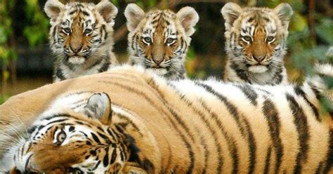 Mama Tiger And Her Cubs Big Cats Pinterest Cubs