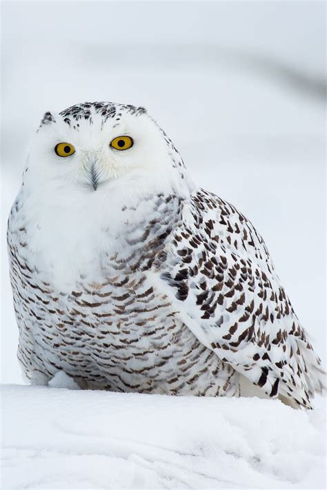 Land Of The Animals Snowy Owl Pet Birds Animals