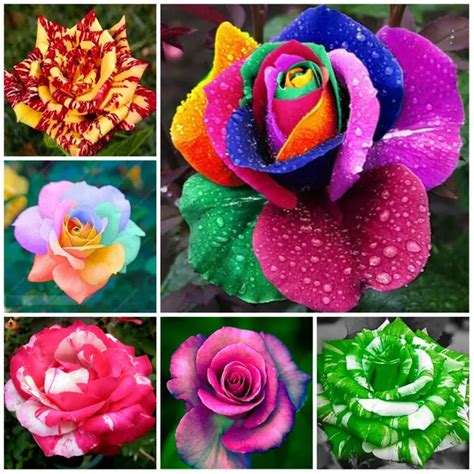 200pcs Rare Rose Plants Beautiful Rainbow Rose Garden Flowers Plantas