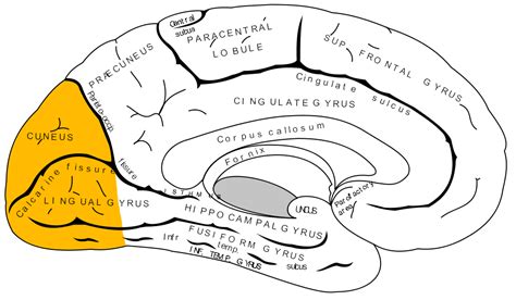 Occipital Lobe Visual Cortex