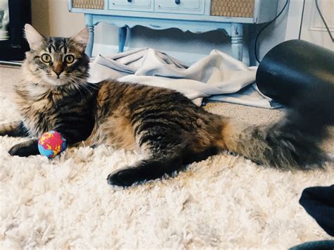 The Maine Coon Cat One Of The Largestdomesticated Cat Breeds Catsinfo