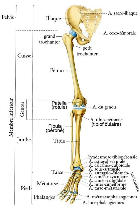 Les Os De La Jambe Et Du Pied Planches Anatomiques