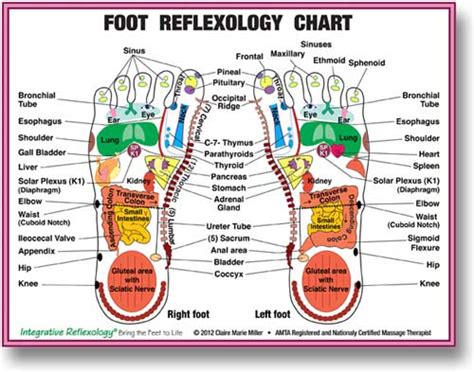 Integrative Reflexology® With Claire Marie Miller Massage Therapy School In North Carolina
