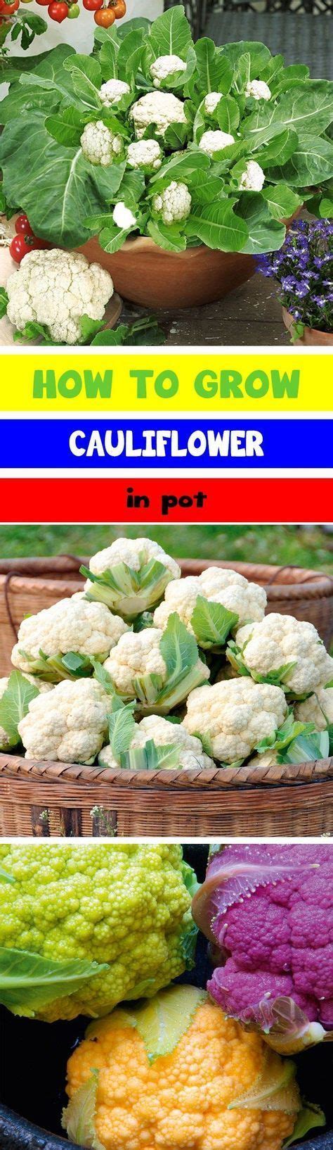 Growing Cauliflower In Containers Growing Cauliflower Indoor
