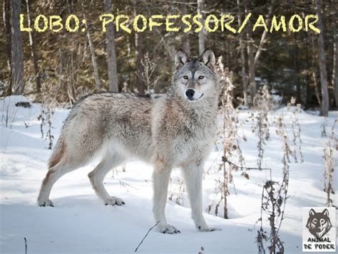 Animais De Poder Lobo