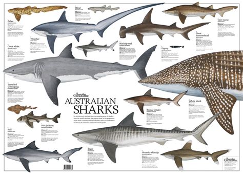 Australian Sharks Poster Folded Australian Geographic