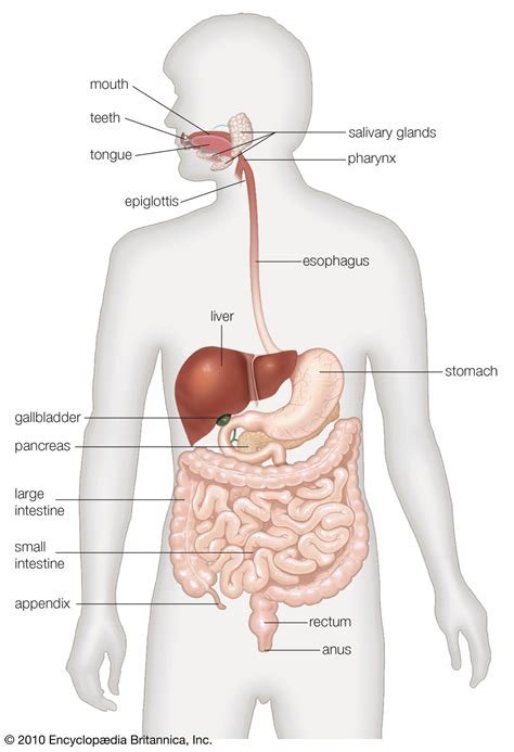 Spleen is the biggest lymphoid organ present in the upper far left portion of the abdomen in the left hypochondrium and is surrounded by peritoneum. gastrointestinal tract | Definition, Organs, Diagram ...