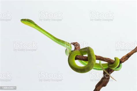 Whitelipped Green Pit Viper Snake Trimeresurus Albolabris On White