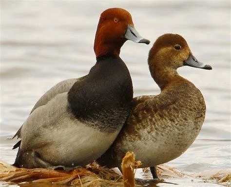 Redhead Ducks Male And Female Pet Birds Duck Pictures Bird Hunting