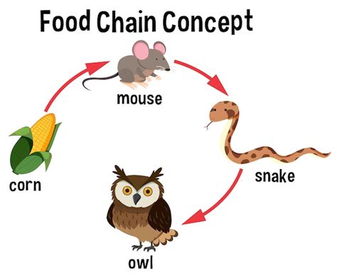 Diagrama De La Cadena Alimentaria