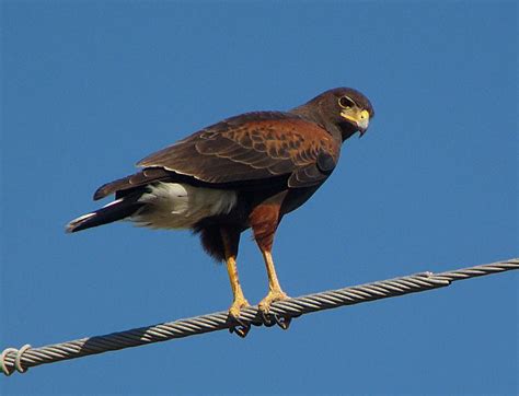 Dfw Raptors Hawks Falcons And Eagles Dfw Urban Wildlife